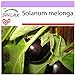 Foto SAFLAX - Berenjena - 20 semillas - Solanum melonga nuevo éxito de ventas 2024-2023