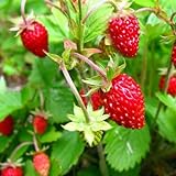 KIRA SEEDS - Alpine Strawberry Alexandria - Everbearing Fruits for Planting - GMO Free Photo, bestseller 2024-2023 new, best price $8.96 ($0.09 / Count) review