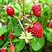 Photo KIRA SEEDS - Alpine Strawberry Alexandria - Everbearing Fruits for Planting - GMO Free new bestseller 2023-2022