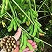 Foto Voldrew Edamame Seeds,100 unids/bolsa de semillas de verduras de rápido crecimiento, de alta germinación productiva, semillas de jardín verde para el exterior Semillas nuevo éxito de ventas 2024-2023