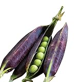 Burpee Purple Podded Pea Seeds 200 seeds Photo, bestseller 2024-2023 new, best price $9.36 ($0.05 / Count) review