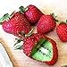 Foto 20 Stück veredelte Kiwi-Erdbeer samen leicht zu kultivieren schnell wachsende einfach zu handhaben Bonsai Köstliche Obstgarten-Pflanzen dekoration für den Garten-Hausbau Kiwi Erdbeer samen Eine Gr neu Bestseller 2024-2023