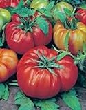Tomato, Beefsteak, Heirloom, 25+ Seeds, Great Sliced Tomato, Delicious Photo, bestseller 2024-2023 new, best price $1.99 ($0.08 / Count) review
