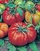 Photo Tomato, Beefsteak, Heirloom, 25+ Seeds, Great Sliced Tomato, Delicious new bestseller 2024-2023