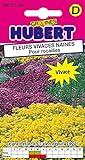 Mélange de Graines de Fleurs Vivaces Naines Pour Rocailles - 0,5 grammes Photo, best-seller 2024-2023 nouveau, meilleur prix 4,65 € examen