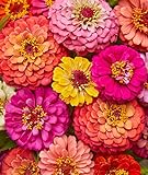 Burpee Cut & Come Again Zinnia Seeds 175 seeds Photo, bestseller 2024-2023 new, best price $7.11 ($0.04 / Count) review
