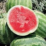 Unknown Red Rock Watermelons (Seedless) Seeds (25 Seed Packet) (More Heirloom, Organic, Non GMO, Vegetable, Fruit, Herb, Flower Garden Seeds at Seed King Express) Photo, bestseller 2024-2023 new, best price $5.29 review