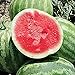 Photo Unknown Red Rock Watermelons (Seedless) Seeds (25 Seed Packet) (More Heirloom, Organic, Non GMO, Vegetable, Fruit, Herb, Flower Garden Seeds at Seed King Express) new bestseller 2023-2022