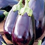 25 Graines d'Aubergine Black Beauty - légume jardin potager - méthode BIO Photo, best-seller 2024-2023 nouveau, meilleur prix 4,49 € examen
