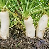 Outsidepride Daikon Radish Cover Crop Seed - 5 LBS Photo, bestseller 2024-2023 new, best price $24.99 review