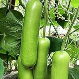 30 teile/tasche Zucchini Samen Nicht-GVO Nahrung grünen Home Wachstum Gemüsesamen Bauernhof Zucchini-Samen Foto, Bestseller 2024-2023 neu, bester Preis 0,19 € Rezension