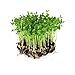 Photo Dun Pea Seeds: 5 Lb - Bulk, Non-GMO Peas Sprouting Seeds for Vegetable Gardening, Cover Crop, Microgreen Pea Shoots new bestseller 2024-2023