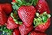 Photo Organic Rustic Strawberry Seeds - 105 Count new bestseller 2024-2023