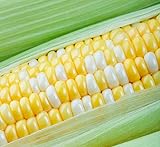 Peaches and Cream Sweet Corn Seeds 100 Seeds Photo, bestseller 2024-2023 new, best price $8.98 review