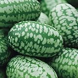 Cucamelon Seeds 35 Seed Pack Mexican Sour Gherkin, Mouse Melon 35 Seeds Photo, bestseller 2024-2023 new, best price $4.98 ($0.14 / Count) review