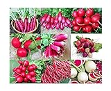 Please Read! This is A Mix!!! 100+ Radish Mix 9 Varieties Seeds, Heirloom Non-GMO, Colorful, Pink, Red, White, Sweet and Mild, from USA Photo, bestseller 2024-2023 new, best price $5.49 ($31.12 / Ounce) review