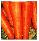 Semillas de zanahoria san valerio - verduras - daucus carota - aprox. 4500 semillas - las mejores semillas de plantas - flores - frutas raras - zanahorias - idea de regalo - Foto, éxito de ventas 2024-2023 nuevo, mejor precio 8,18 € revisión