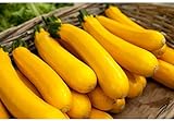 5 graines semences courgette jaune d'italie courge comestible fruit legume potager Photo, best-seller 2024-2023 nouveau, meilleur prix 4,59 € examen