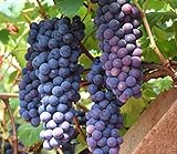 30+ Thompson Grape Seeds Vine Plant Sweet Excellent Flavored Green Grape Photo, bestseller 2024-2023 new, best price $7.99 review