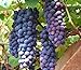 Photo 30+ Thompson Grape Seeds Vine Plant Sweet Excellent Flavored Green Grape new bestseller 2023-2022