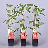 Himbeere Rubus idaeus 'Malling Promise' Beerenobst Gartenpflanze als Busch 40-60cm Foto, Bestseller 2024-2023 neu, bester Preis 6,50 € Rezension