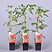 Foto Himbeere Rubus idaeus 'Malling Promise' Beerenobst Gartenpflanze als Busch 40-60cm neu Bestseller 2024-2023