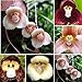 Foto Blumensamen 1 Tasche Blume Samen seltene neuartige Form vielseitige auffällige Haus Pflanze Samen für Garten - 100pcs Affe Gesicht Orchidee Samen neu Bestseller 2022-2021
