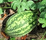 25 Florida Giant Watermelon Seeds | Non-GMO | Heirloom | Fresh Garden Seeds Photo, bestseller 2024-2023 new, best price $6.95 review