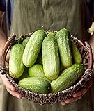 Burpee Pick-A-Bushel Pickling Cucumber Seeds 30 seeds Photo, bestseller 2024-2023 new, best price $5.74 ($0.19 / Count) review
