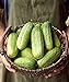 Photo Burpee Pick-A-Bushel Pickling Cucumber Seeds 30 seeds new bestseller 2024-2023