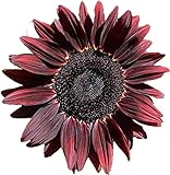 UtopiaSeeds Chocolate Cherry Sunflower Seeds - Beautiful Deep Red Sunflower Photo, bestseller 2024-2023 new, best price $9.99 ($49.95 / Ounce) review
