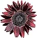 Photo UtopiaSeeds Chocolate Cherry Sunflower Seeds - Beautiful Deep Red Sunflower new bestseller 2024-2023