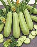 Seeds Zucchini Courgette Squash Bush Type 36 Days Heirloom Vegetable for Planting Non GMO Photo, bestseller 2024-2023 new, best price $6.99 review
