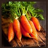 Little Finger Carrot Seeds | Heirloom & Non-GMO Carrot Seeds | Vegetable Seeds for Planting Outdoor Home Gardens | Planting Instructions Included Photo, bestseller 2024-2023 new, best price $6.95 review