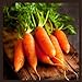Photo Little Finger Carrot Seeds | Heirloom & Non-GMO Carrot Seeds | Vegetable Seeds for Planting Outdoor Home Gardens | Planting Instructions Included new bestseller 2023-2022
