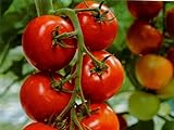Tomate - Harzfeuer F1 Hybrid - legendär - platzfest - krankheitsresistent - 10 Samen Foto, Bestseller 2024-2023 neu, bester Preis 1,95 € Rezension