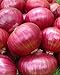 Photo Onion RED Creole Great Heirloom Vegetable Seeds by Seed Kingdom (5,000 Seeds) new bestseller 2024-2023