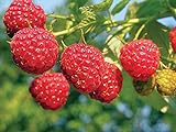 2 Joan J Raspberry Plants Everbearing Photo, bestseller 2024-2023 new, best price $27.95 review