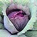 Photo David's Garden Seeds Cabbage Red Acre 5423 (Purple) 100 Non-GMO, Heirloom Seeds new bestseller 2023-2022