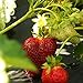 Photo 10 Chandler Strawberry Plants - Best southern strawberries, Organic, Junebearing new bestseller 2024-2023