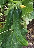 Japanese Climbing Cucumber Seeds - Tender, Crisp, and Delicious!! High yields!!!(25 - Seeds) Photo, bestseller 2024-2023 new, best price $4.99 review