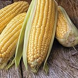 Honey Select Yellow Sweet Corn Seeds, 50+ Heirloom Seeds Per Packet, (Isla's Garden Seeds), Non GMO Seeds, 90% Germination Rates, Botanical Name: Zea Mays Photo, bestseller 2024-2023 new, best price $6.75 ($0.14 / Count) review