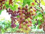 30PCS Rare Finger Grape Seeds Advanced Fruit Seed Natural Growth Grape Delicious Photo, bestseller 2024-2023 new, best price $7.99 ($0.27 / Count) review