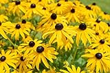 Sweet Yards Seed Co. Black Eyed Susan Seeds – Extra Large Packet – Over 100,000 Open Pollinated Non-GMO Wildflower Seeds – Rudbeckia hirta Photo, bestseller 2024-2023 new, best price $7.97 review
