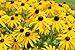 Photo Sweet Yards Seed Co. Black Eyed Susan Seeds – Extra Large Packet – Over 100,000 Open Pollinated Non-GMO Wildflower Seeds – Rudbeckia hirta new bestseller 2024-2023