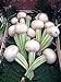 Foto Mairüben 'Platte Witte Mei' (Brassica rapa) 200 Samen Weisse Rübe Wasserrübe Stoppelrübe Speiserübe neu Bestseller 2024-2023