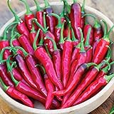 Burpee Dragon Cayenne Hot Pepper Seeds 25 seeds Photo, bestseller 2024-2023 new, best price $9.23 ($0.37 / Count) review