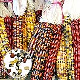 Benoon Gem Corn Seeds, 1 Beutel Corn Ear Non-GMO Buntes Glas Gem Corn Seeds Für Botaniker Mischfarbe Maissamen Foto, Bestseller 2024-2023 neu, bester Preis 4,46 € Rezension
