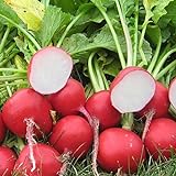 Park Seed Roxanne Hybrid Radish Seeds, Award-Winning, Pack of 200 Seeds Photo, bestseller 2024-2023 new, best price $7.95 ($0.04 / Count) review
