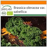 SAFLAX - Ecológico - Col rizada - Invierno Westland - 70 semillas - Brassica oleracea Foto, éxito de ventas 2024-2023 nuevo, mejor precio 3,95 € revisión